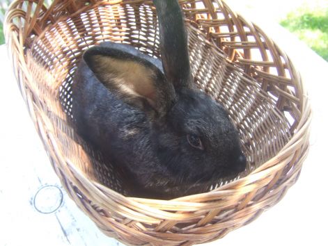 dscf4740.jpg